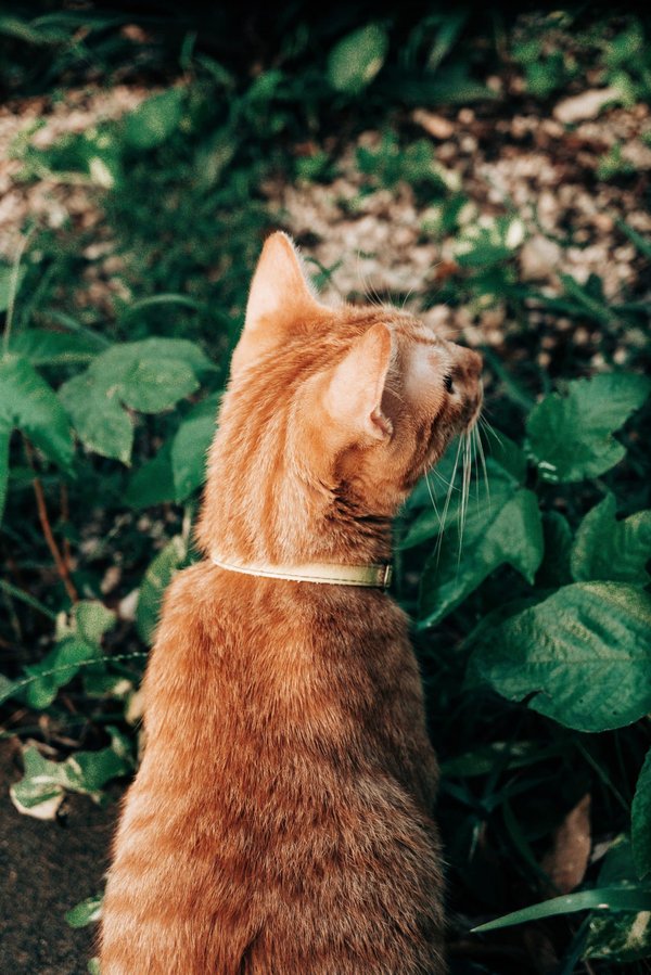 Comment réaliser un jardin suspendu de plantes aromatiques dans une petite cuisine ?