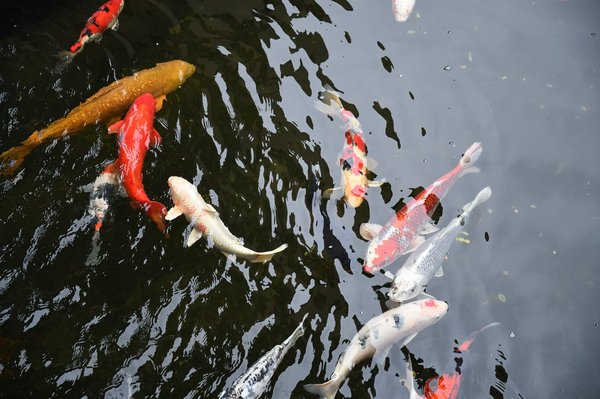 Quels sont les éléments essentiels pour une chambre inspirée du Feng Shui?